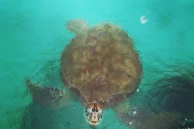 Snorkeling With Giant Turtles, the Red Church, Pamplemousses Garden & Port Louis - Tour Group Size and Duration