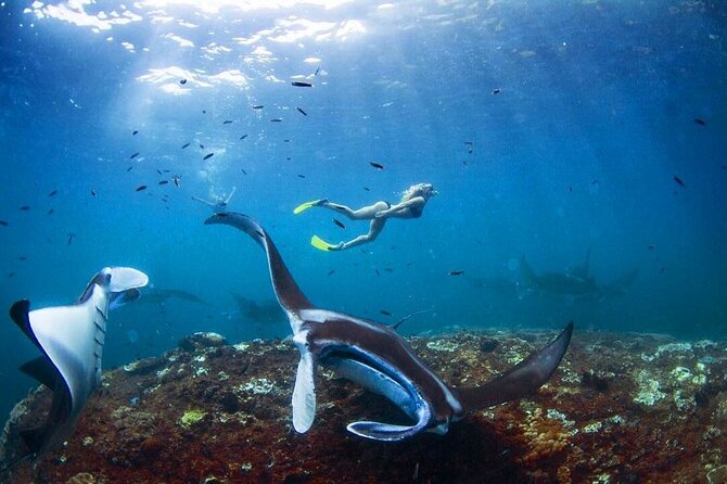 Snorkeling With Manta Rays in Nusa Penida Experience (All-Inclusive) - Pickup and Arrival Times