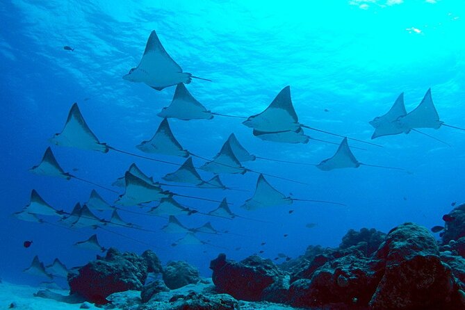 Snorkeling With Manta Rays in Nusa Penida Experience (All-Inclusive) - About Nusa Penidas Marine Life