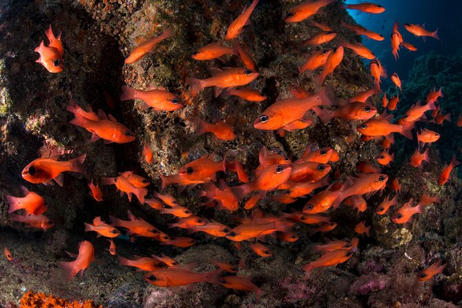 Snorkeling With Marine Biologist Expert From Sorrento - Sighting of Diverse Marine Life