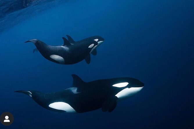 Snorkeling With Orcas in Norway, 4 Days All-Inclusive Expedition - Itinerary and Highlights