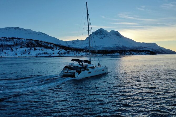 Snorkeling With Orcas in Norway, 4 Days All-Inclusive Expedition - Whale Species in the Region