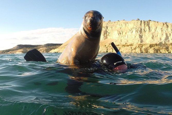 Snorkeling With Sea Lions - Accessibility and Safety