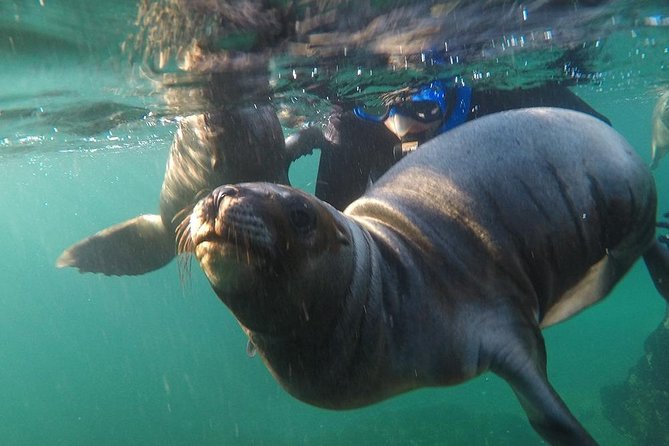 Snorkeling With Sea Lions - Interacting With Curious Sea Lions