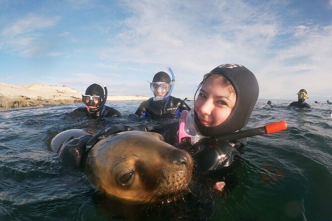 Snorkeling With Sea Lions and Wildlife Adventure - Meeting the Playful Sea Lion Residents