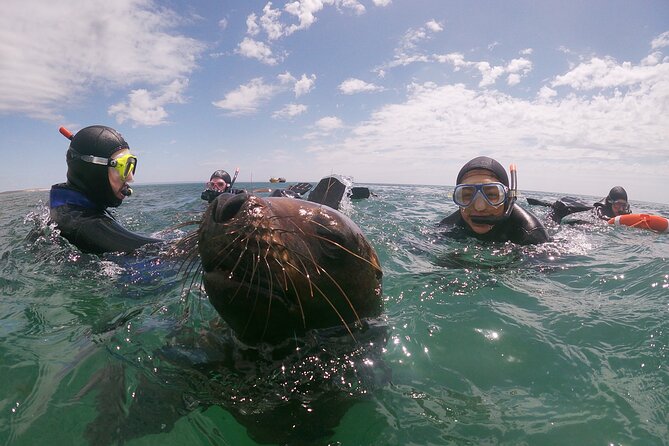 Snorkeling With Sea Lions and Wildlife Adventure - Birdwatching and Marine Mammal Sightings