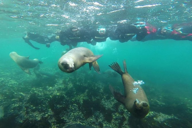 Snorkeling With Sea Lions and Wildlife Adventure - Participation Requirements and Group Size