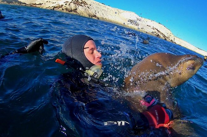 Snorkeling With Sea Lions by Madryn Buceo - Meeting and Logistics