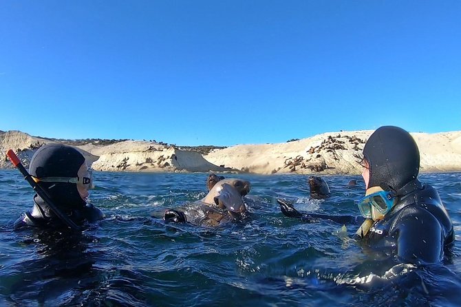 Snorkeling With Sea Lions by Madryn Buceo - Included Equipment and Refreshments
