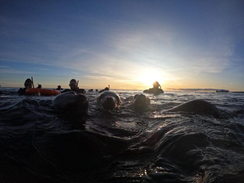 Snorkeling With Sea Lions - Interaction With Sea Lions