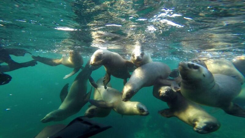 Snorkeling With Sea Lions - Patagonian Landscapes