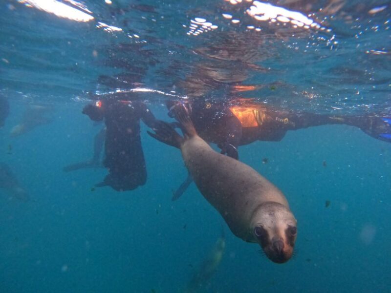 Snorkeling With Sea Lions - Inclusions and Services