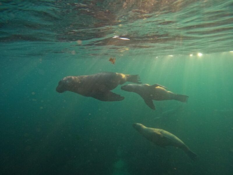 Snorkeling With Sea Lions - Participation Guidelines