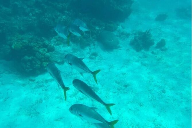 Snorkeling With Sea Scooters and Sea Adventure - Booking Information