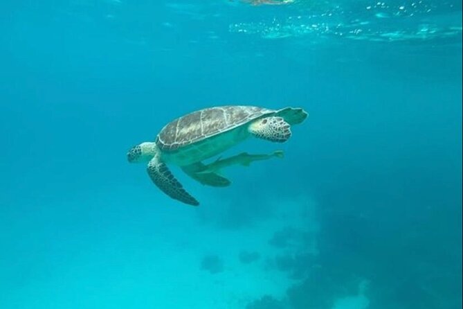 Snorkeling With Sea Scooters and Sea Adventure - Culinary Delight