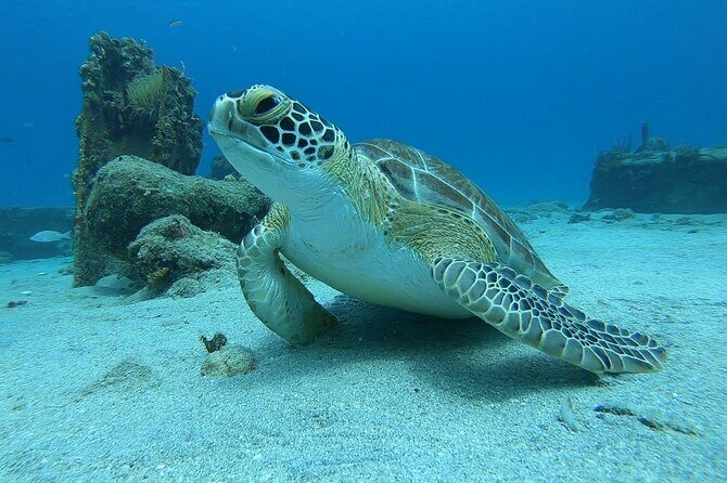 Snorkeling with Sea Turtles - The Itinerary: What’s Included and What to Expect