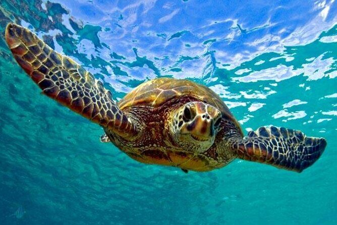 Snorkeling with Sea Turtles at St. Thomas - Starting Point: Brewers Bay Beach