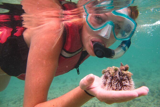 Snorkeling with Sea Turtles at St. Thomas - The Guides: Knowledge and Enthusiasm