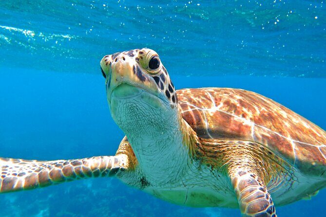 Snorkeling with Sea Turtles at St. Thomas - Price vs. Experience