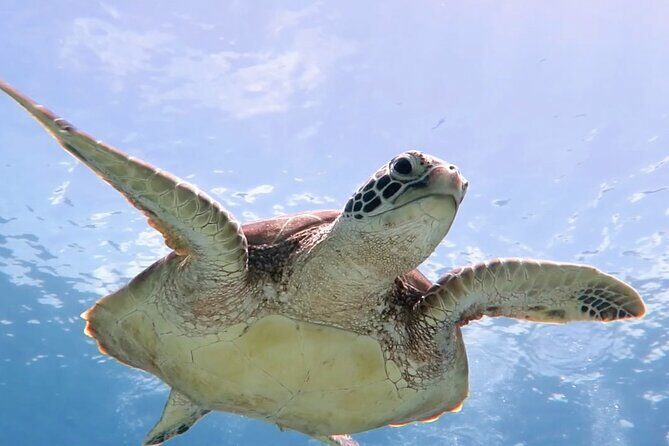Snorkeling with Sea Turtles at St. Thomas - Weather and Cancellation