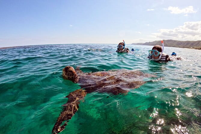 Snorkeling With Sea Turtles - Preparing for the Snorkeling Adventure