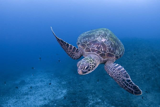 Snorkeling With Sea Turtles - Considerations for Health and Safety