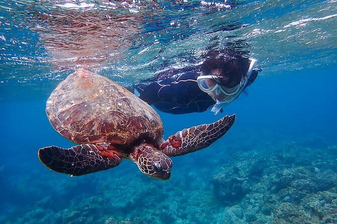 Snorkeling With Sea Turtles - Booking and Cancellation Details