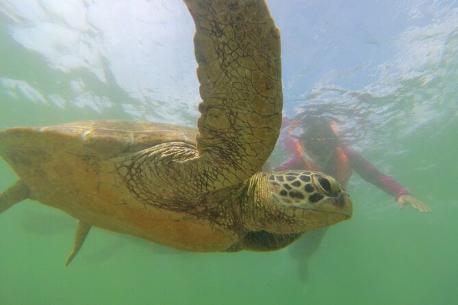 Snorkeling With Sea Turtles in Mirissa (Pickup and Drop Included) - Itinerary and Activities