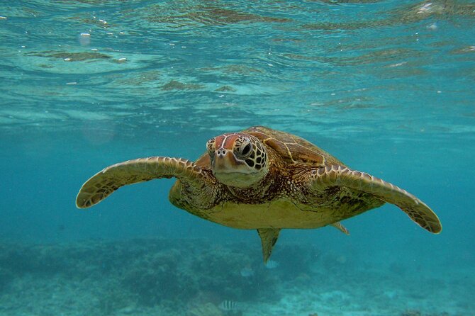 Snorkeling With Sea Turtles in Mirissa (Pickup and Drop Included) - Safety Precautions