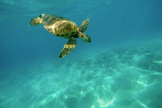 Snorkeling With Sea Turtles in Mirissa (Pickup and Drop Included) - Booking and Cancellation Policy