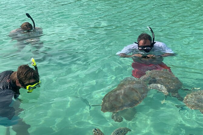 Snorkeling With The Turtles - Activity Overview