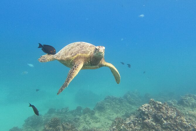 Snorkeling With Turtle/Water Scooter/Paddleboard Adventures Oahu - Key Points