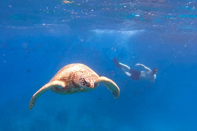 Snorkeling With Turtle/Water Scooter/Paddleboard Adventures Oahu - Explore the Underwater World