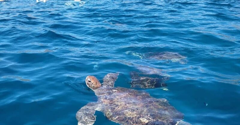 Snorkeling With Turtles at Sao Pedros Beach - Key Points