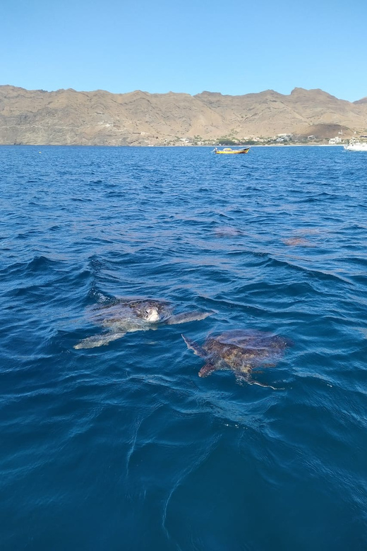 Snorkeling With Turtles at Sao Pedros Beach - Pricing and Reservation