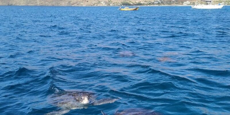 Snorkeling With Turtles at Sao Pedros Beach - Itinerary Details