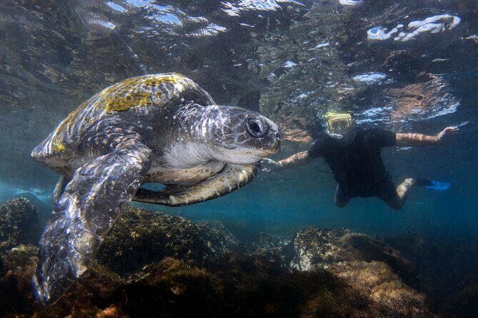 Snorkeling with Turtles Cook Island Marine Reserve - Snorkeling with Turtles at Cook Island Marine Reserve: An Honest, In-Depth Review