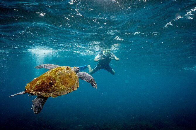 Snorkeling with Turtles Cook Island Marine Reserve - The Itinerary: What to Expect on Your Day