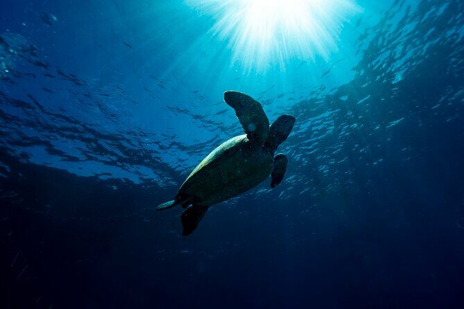 Snorkeling with Turtles Cook Island Marine Reserve - FAQ