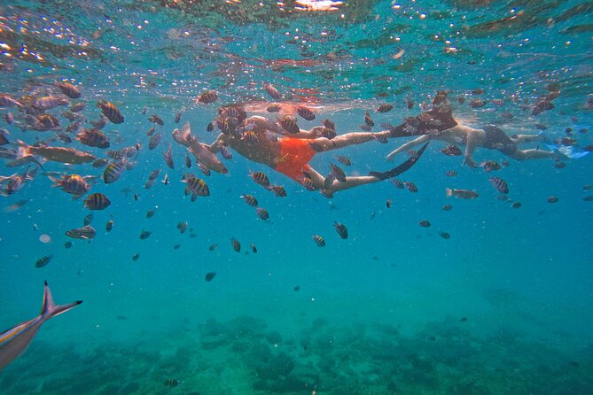 Snorkeling With Turtles in Fujairah With BBQ Lunch - Meeting and Pickup Details