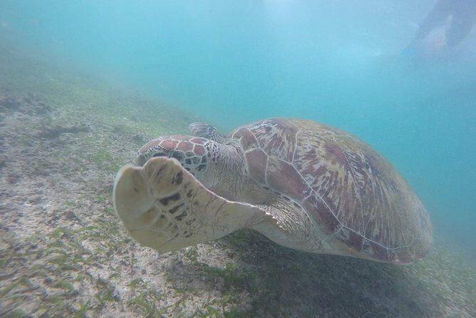 Snorkeling with Turtles in Mirissa - Final Thoughts: Is It Worth It?