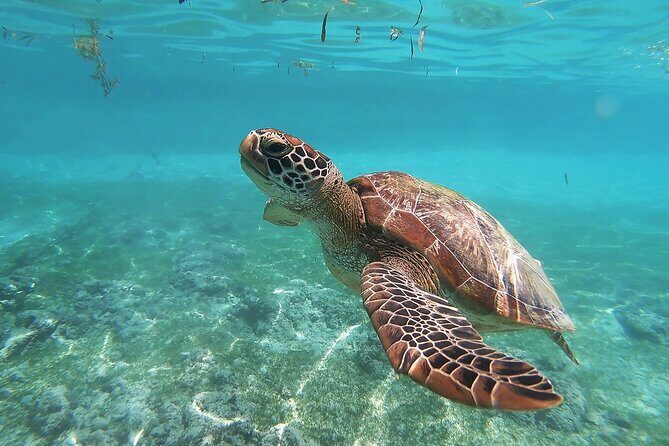 Snorkeling with Turtles in Mirissa - FAQ