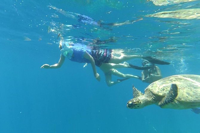 Snorkeling With Turtles on Gili Trawangan - Encountering Sea Turtles Underwater