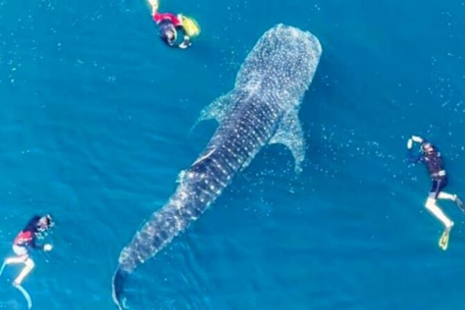 Snorkeling With Whale Sharks in Teluk Saleh, Minimum 2 Persons - Key Points