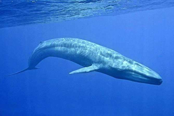 Snorkeling With Whales in Mirissa - Snorkeling Equipment and Amenities