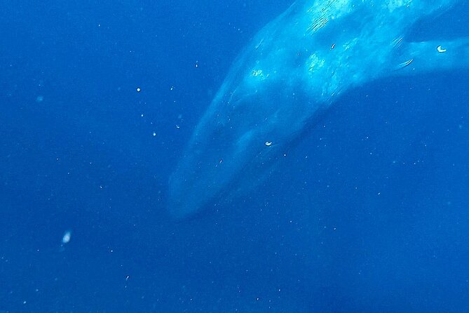 Snorkeling With Whales in Mirissa - Fitness and Health Considerations