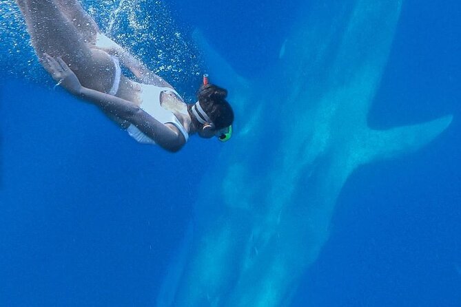 Snorkeling With Whales in Mirissa - Refund and Cancellation Policies