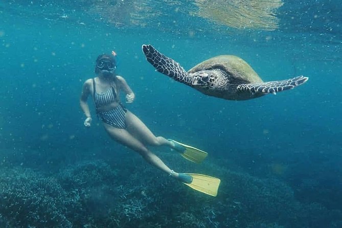 Snorkeling With Whales in Mirissa - Customer Reviews and Feedback