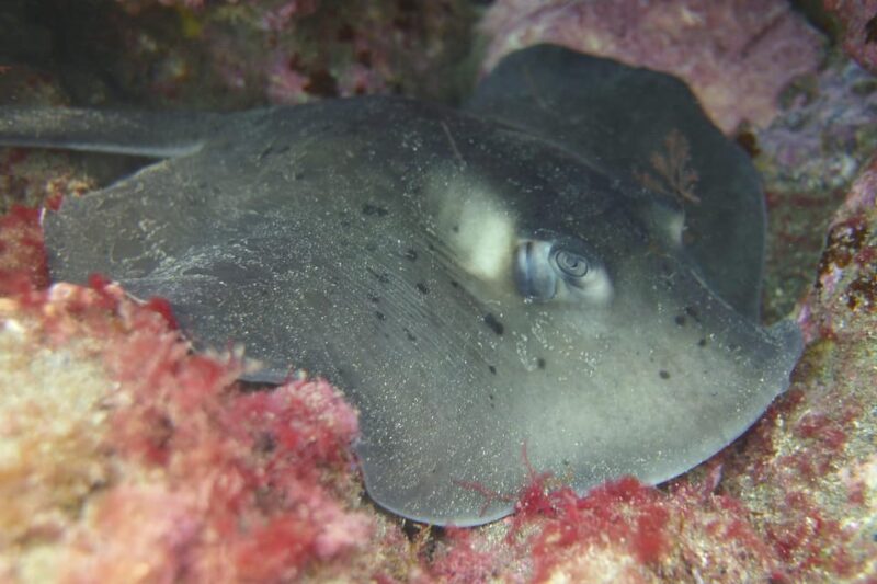 Snorkelling Experience in South of Gran Canaria - Key Points