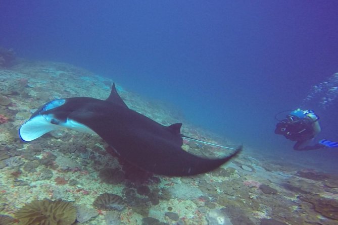 Snorkelling in Nusa Penida - Manta Point - Meeting and Pickup